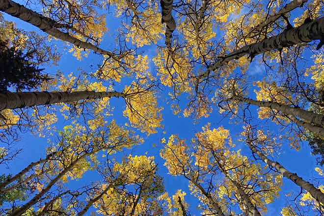 PICT 64J1 EarthTalk Aspen trees - FlickrCC - John Fowler