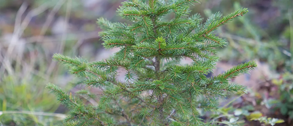 PROMO 660 x 440 Outdoors - Red Spruce Tree